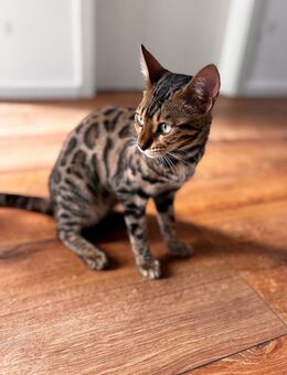Eine wunderschöne reinrassige Bengal Katze (10 Monate) - Gummersbach