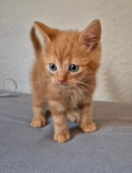 Kitten suchen noch ein fürimmer Zuhause - Spantekow