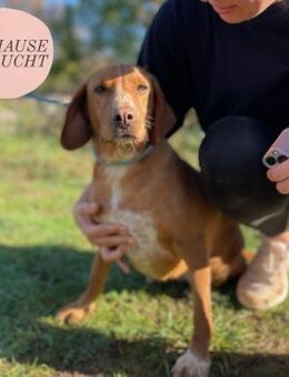 Wunderbare FERRY FAY sucht Familie ❤️ - Saarbrücken