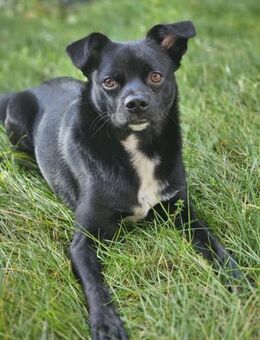 Onyx wartet auf tolle Abenteuer - Nordwalde