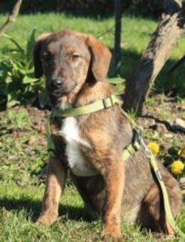 Fynn sucht sein Glück... - Hagen (Stadt der FernUniversität)