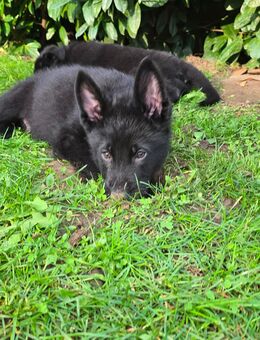 SCHWARZE Schäferhundwelpen - Gelsenkirchen