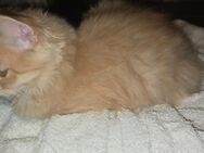 Maine coon kitten Katerchen rot - Heringsdorf (Mecklenburg-Vorpommern)