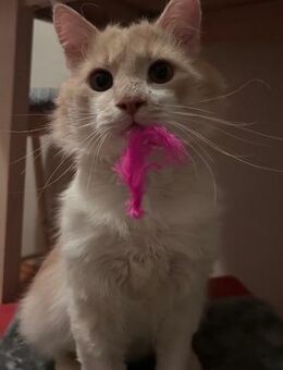 Supersüßer Garfield sucht ein Zuhause - Esslingen (Neckar)