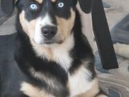Deckhund Bordercollie & American Shepherd - Nienhagen (Niedersachsen)