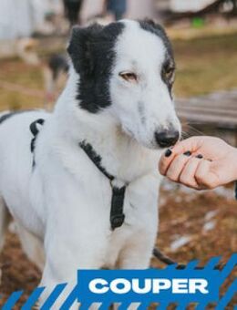 Couper - Sonnenschein sucht Dich - Berlin