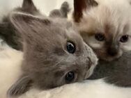 BLH Kitten / Katzenbabys / Katze / Welpen - Langenhagen