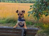 🩷 FERERRO kleiner Pinscher-Dackelmix - Kassel