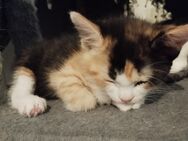 Main-coon-mix katzenbabys - Bad Friedrichshall