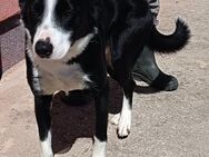 Border Collie Piko sucht Familie - Margetshöchheim