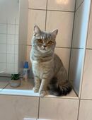Bkh Kitten weiblich 9 monate alt sehr liebevoll mit Zubehör in 40549
