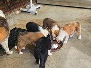 Reinrassige Bordercollie- Welpen - Todtnau