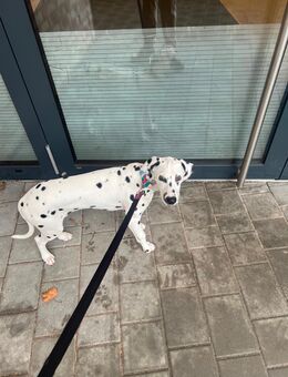 Dalmatiner Hündin - Crailsheim