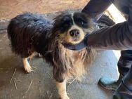 Freddy lernt zu vertrauen 🐾 - Elsdorf (Nordrhein-Westfalen)