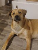 Hündin abzugeben in 38104