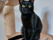 Nepomuk sucht seine Herzensmenschen ❤️ - Saarbrücken