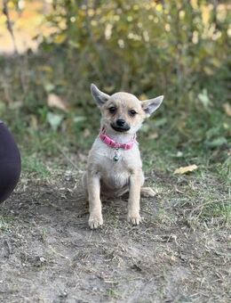 Sky - möchte die Welt entdecken - Köln
