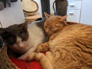 Katzenpaar Malvin & Cooper - München Schwabing-West