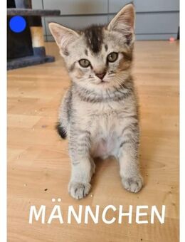 BKH Mix Kitten Britisch Kurzhaar Mix Katzen Babys - Kerken