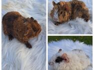 Meerschweinchen Babys Jungtiere - Geldern