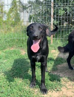 Finn sucht seine Pflegefamilie - Celle