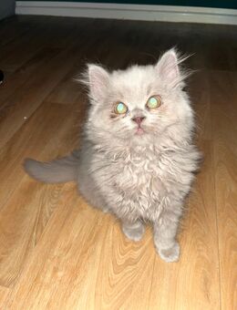 BLH kater 3 Monate alt - Bremen