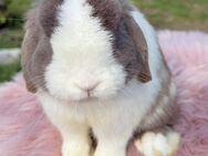 Wunderschöne Mini Lop Minilop Kaninchen Hasen - Kleve (Nordrhein-Westfalen)