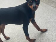 Zwergpinscher - Trier