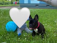 Junge Französische Bulldoggen Dame sucht liebevolles Zuhause - Köthen (Anhalt)