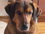 Schöne Aika sucht ein Zuhause - Enger (Widukindstadt)