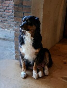 Australian Shepherd Welpen - Hamminkeln