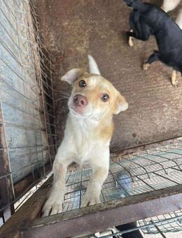 B723 sucht seine Familie ♥️ - Neuberg