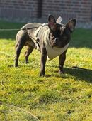 Französische Bulldogge zu verkaufen. in 50127