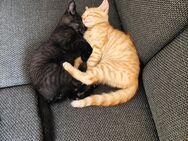 2 Kitten Kätzchen Hauskatzen Katzenbabys - Bindlach