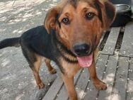 Cara sucht ein Zuhause - Worms
