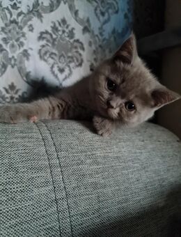 BKH Kitten - Lingenfeld