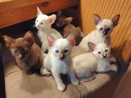 Okh Siam Cornish Rex mix Kitten Edelmix orientalische kurzhaar katze - Stolberg (Rheinland, Kupferstadt)