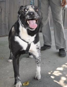 Mady eine verspielter kleiner Rüde - Mannheim