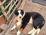 Berner Senner mix - Leutershausen