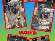 Liebe Wolfa sucht Anschluss! - Nürnberg