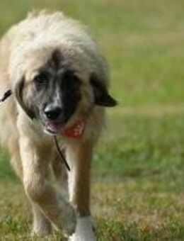 verkuschelte Timea sucht Familie - Berlin