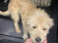 Larry sucht ein liebevolles Zuhause - Blankenheim (Nordrhein-Westfalen)