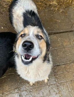 GIZMO ~ einfach zauberhaft - Duisburg