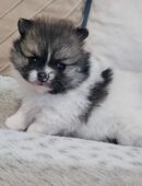 Süßer Pommeranian welpe in 21107