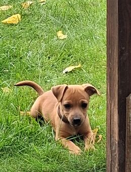 Jackrussel Pekinese Welpe 17.06 geboren - Emden
