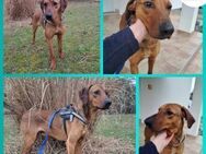 Hüscher Leon sucht zuhause - Margetshöchheim