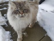 3 Neva Masquarade / Sibirische Katzen Welpen - Klipphausen