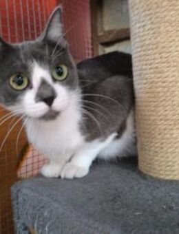 Catia sanfte Schönheit sucht DICH! - Walluf