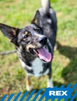 Rex - liebevolles Zuhause gsucht - Berlin