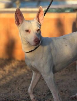Cooper - fröhlicher und lustiger Geselle - Rheine